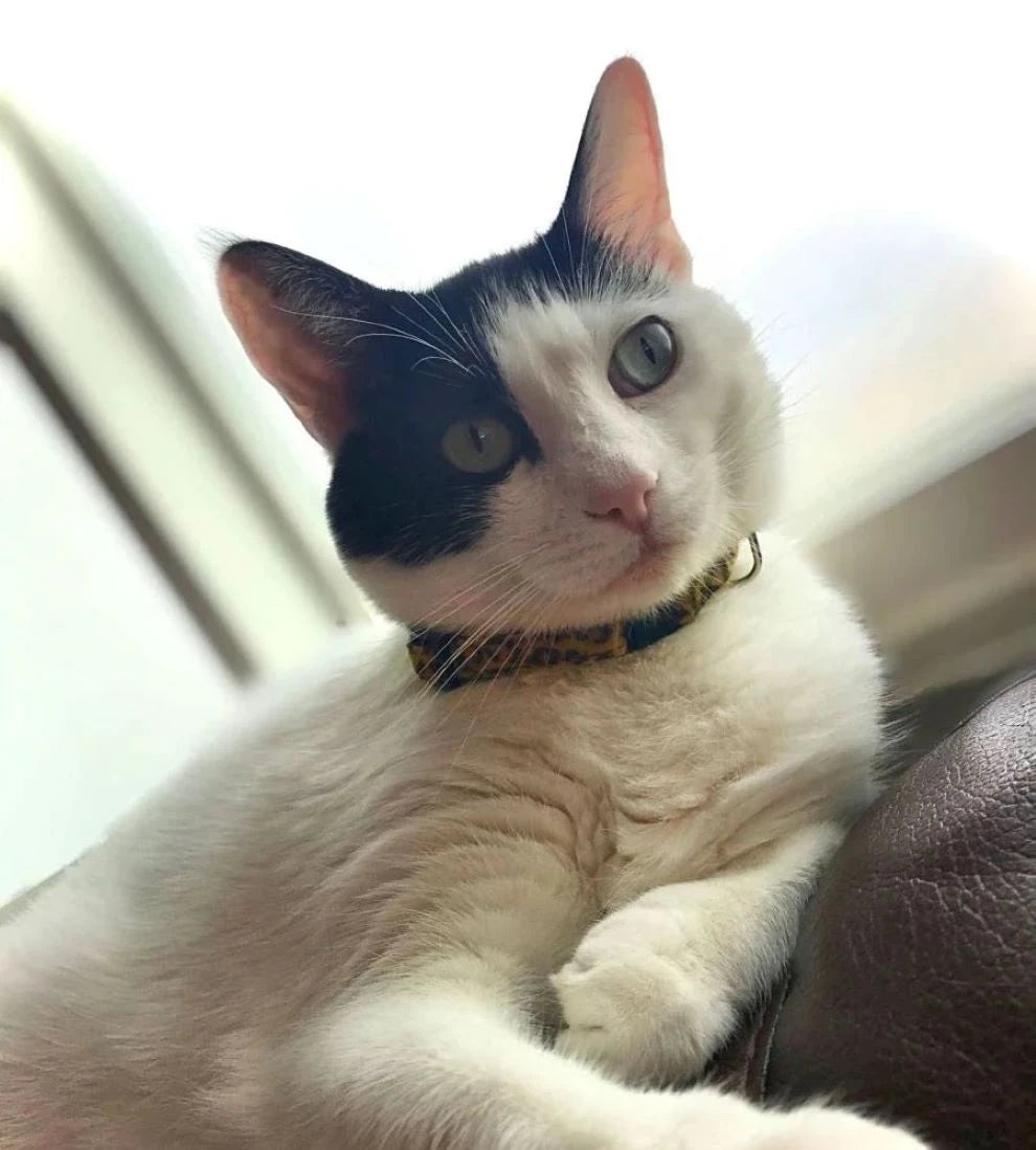 Cat wearing nylon safety collar
