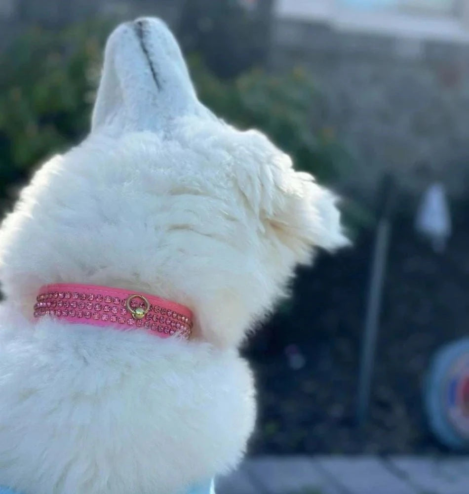 Husky wearing jeweled collar