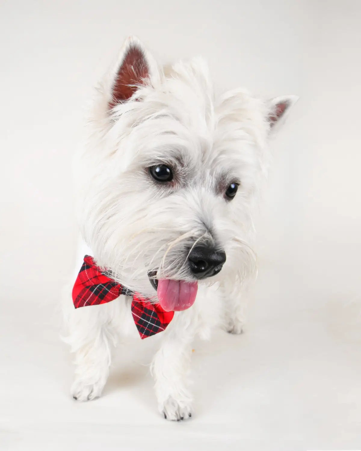 PET NECK AND BOW TIES
