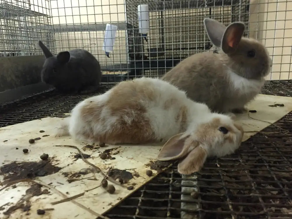 Should I Buy a Bunny as an Easter Gift?