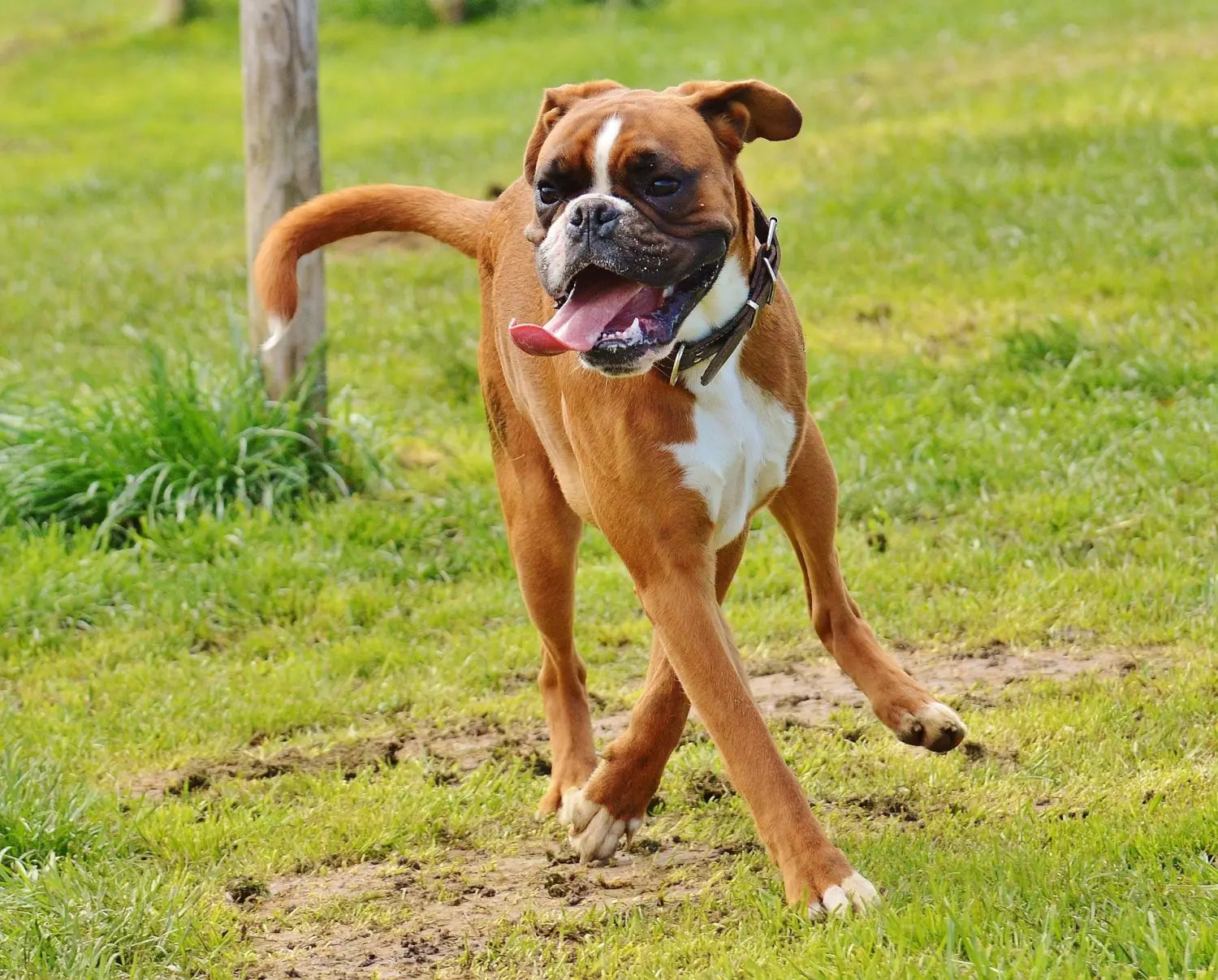 Breed Snapshot - The Boxer