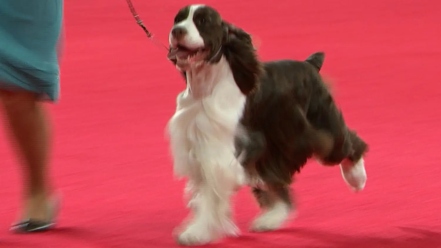 Breed Snapshot - The English Springer Spaniel