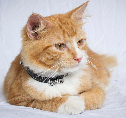 cat wearing bow collar