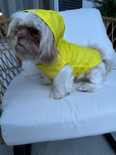 dig wearing raincoat