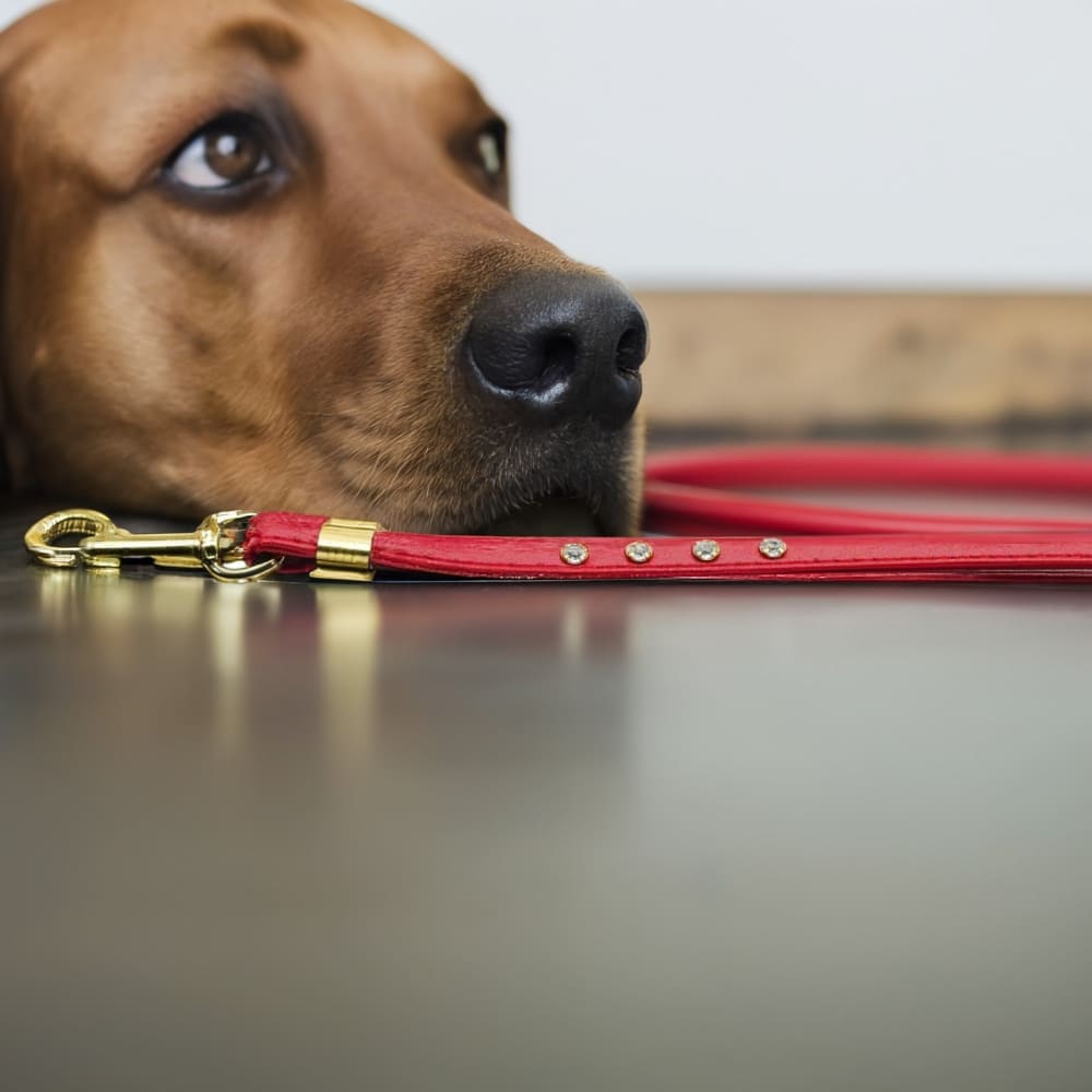 Clear Crystal 3/8’’ Rhinestone Leashes - Dog Leashes