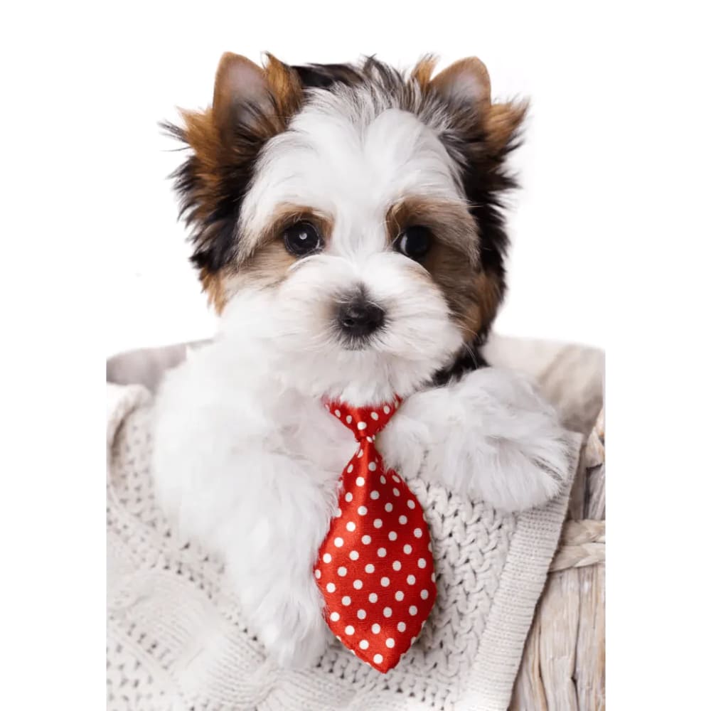 Dog Neck Tie Swiss Dot - Dog Necktie