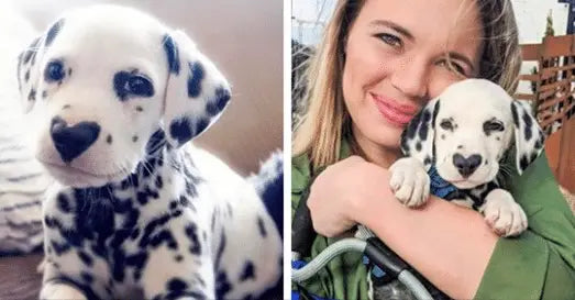 Breed Snapshot - The Dalmatian