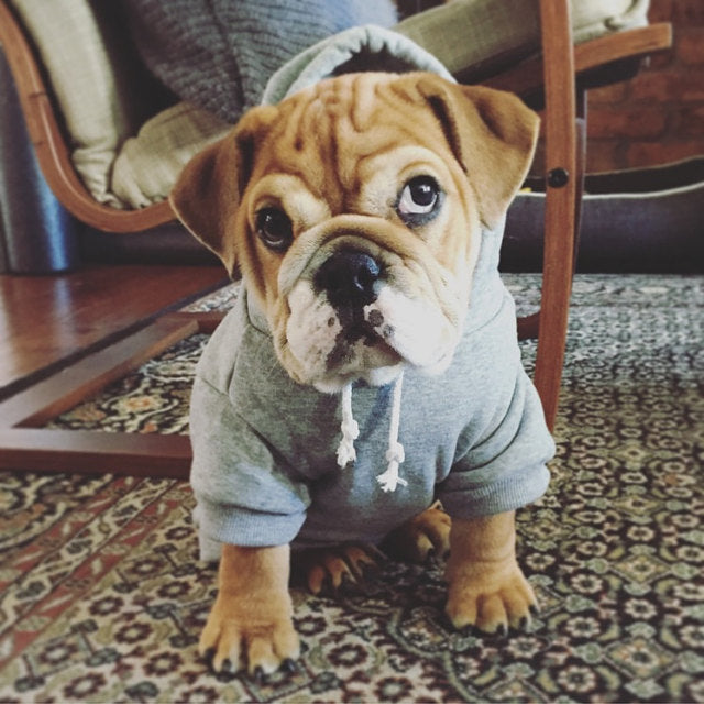 dog wearing hoodie