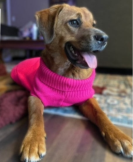 dog wearing pink sweater