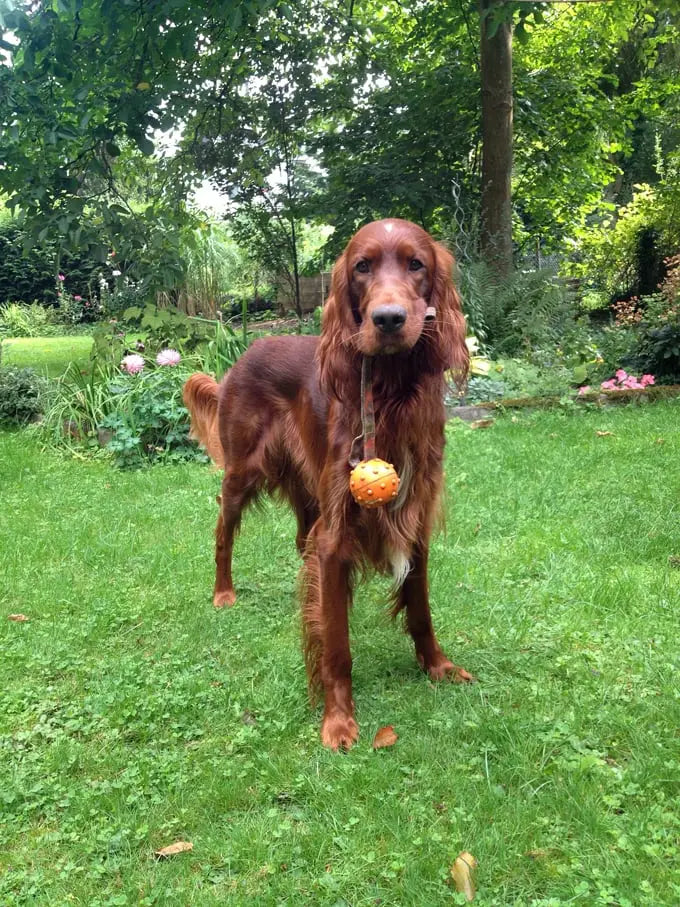 Breed Snapshot - The Irish Setter