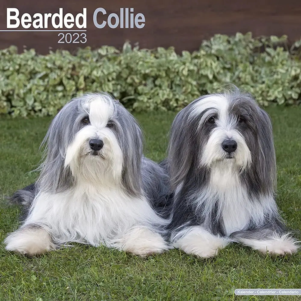 Breed Snapshot - The Bearded Collie