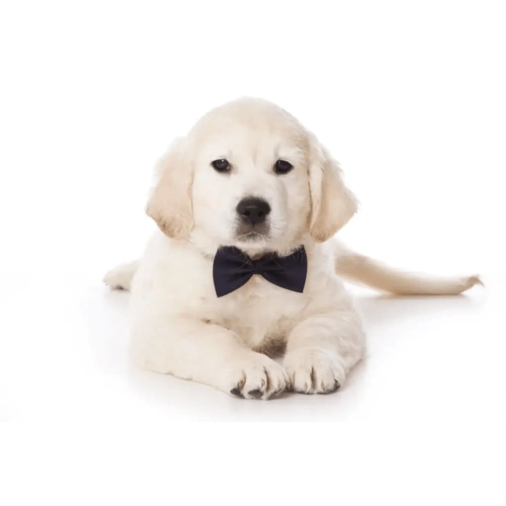 Solid Colors Pet Bow Ties - Pet Bow Tie