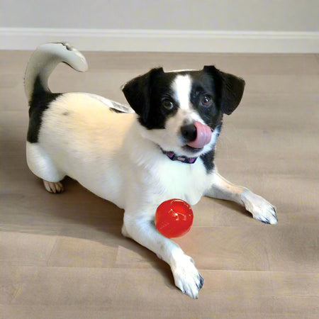 Spot “Play Strong” Rubber Ball Dog Toy - Large - Dog Toy