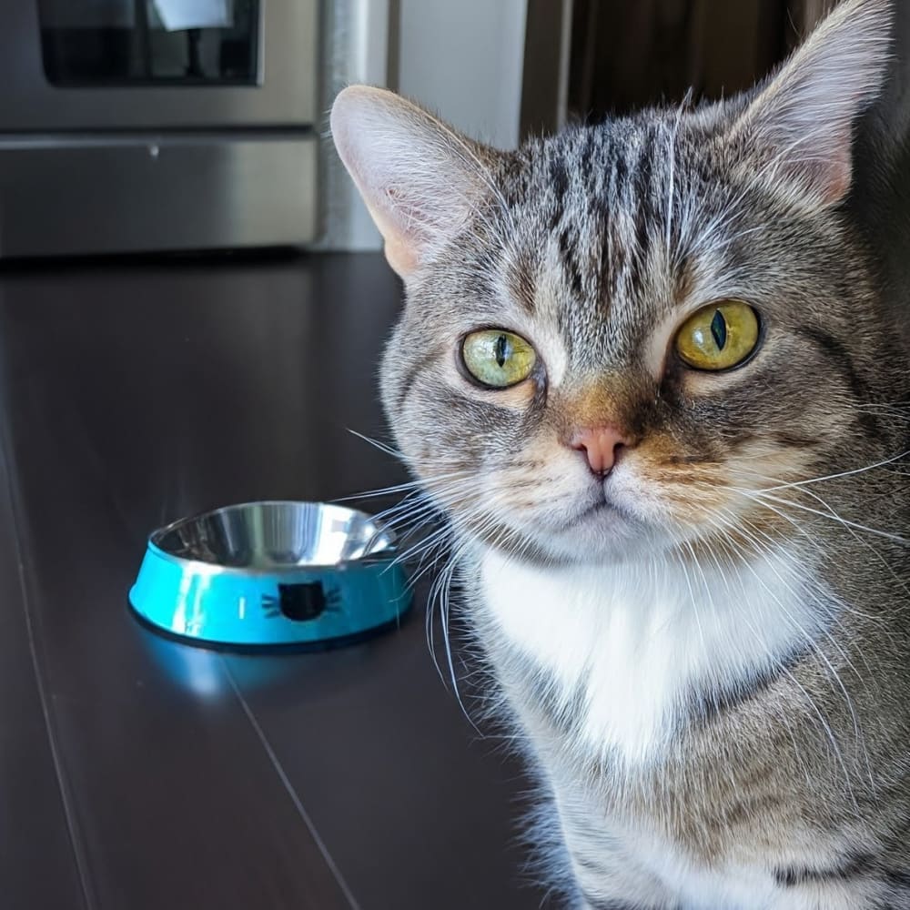 Stainless Steel Cat Bowls - Slip Resistant - Cat Stainless